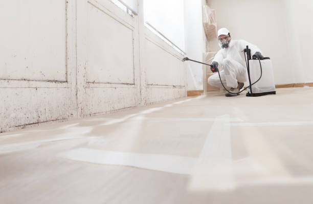 Black mold remediation team in Antioch